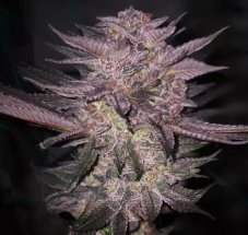 Ethos Genetics Atomic Fuego R1 feminized seeds, 5 pcs