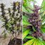 Auto Forbidden Cherry - autoflowering semená 7ks, Dutch Passion
