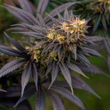 Black Lebanon - feminizované semená 8 ks Super Sativa Seed Club