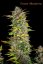 Krem Mandarine Fast Version - feminizowane nasiona 5ks Sweet Seeds