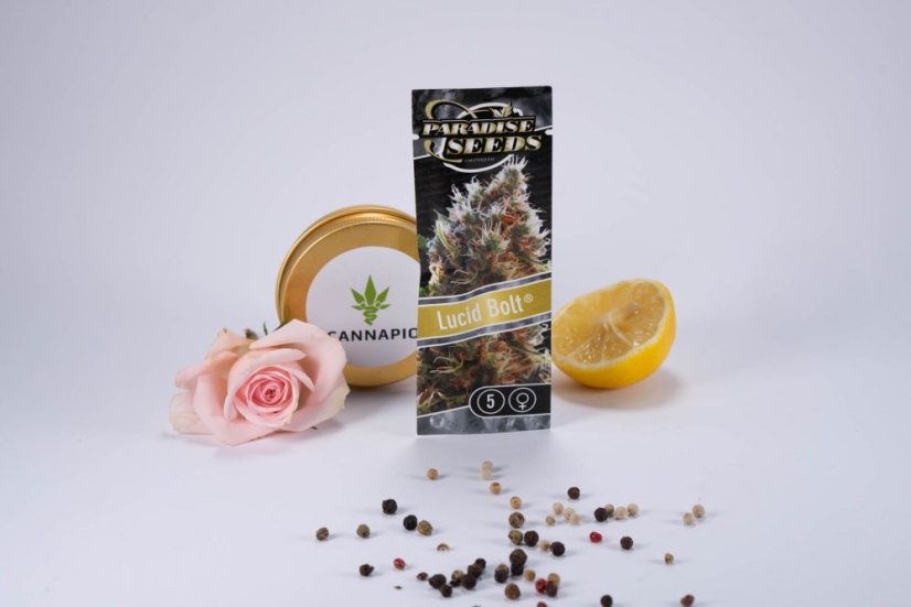 Lucid Bolt - 5 ks feminizovaná semínka Paradise Seeds