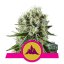 Critical Kush - feminizované semienka 3 ks Royal Queen Seeds