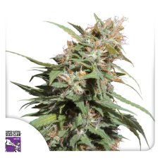 Pineapple Poison - feminized seeds 3 pcs, Super Sativa Seed Club