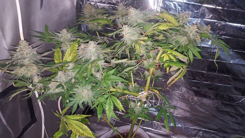 Blue Dream - feminizovaná semínka 3ks Humboldt