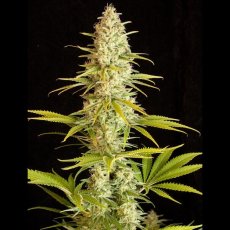 Critical Jack 3 ks feminizované semienka Dinafem
