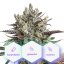 Infinity CBD - feminisierte Samen 5 Stück Cannapio