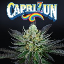 Perfect Tree Seeds Capri Zun feminized seeds