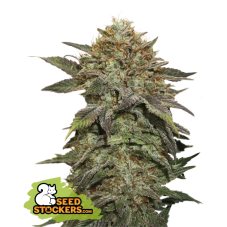 Seedstockers Fruit Cake feminisierte Samen