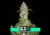 Orange Sherbet Auto - autoflowering marijuana zaden 5 stuks Fast Buds