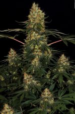 Paradise Seeds Californian Gold feminisierte Samen