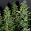 AutoWhite Widow® - autoflowering Seeds 7 pcs Dutch Passion