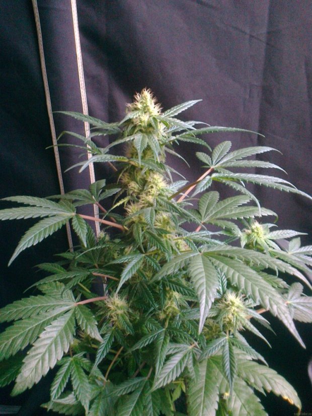 Royal Critical Automatic - feminizovaná a samonakvétací semínka 5ks Royal Queen Seeds