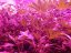 Jack 47 – feminizované semienka 10 ks Sweet Seeds