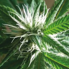 Holy Smoke Seeds Banana Crack nasiona feminizowane