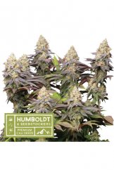 Panty Punch - feminizované semená marihuany HumboldtXSeedstockers 3 ks