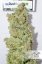 CBD Skunk Haze®- feminizované semená 10 ks Dutch Passion