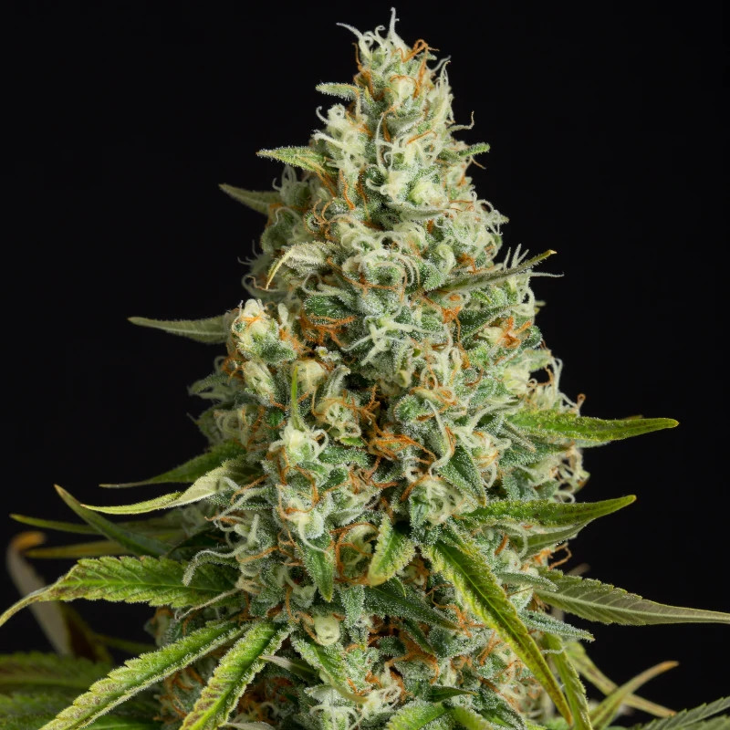 Amnesia Lemon - feminizované semená 3ks, Silent Seeds