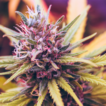 8 Ball Kush - najlepszy model banku nasion Barney's Farm?