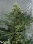 OG Kush - feminizovaná semienka 5ks Humboldt