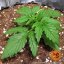 Zkittlez OG Auto - autoflowering semená marihuany 10 ks Barney´s Farm
