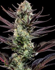 Barney's Farm The Mint Frosting F1 Feminized Seeds
