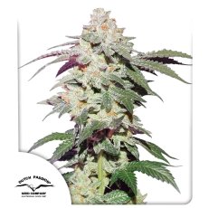Skywalker Haze Feminisierte Samen - 3