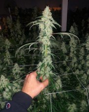 Paradise Seeds x Compound Genetics Marshmelow OG, feminized seeds 10 pcs