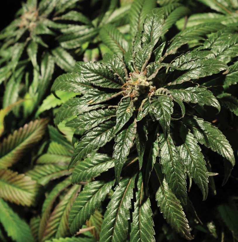 Bubblegum Kush - 5 feminizowanych nasion The Bulldog