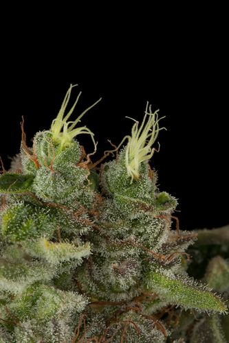 Bubba Kush - feminizovaná semienka 5ks Humboldt