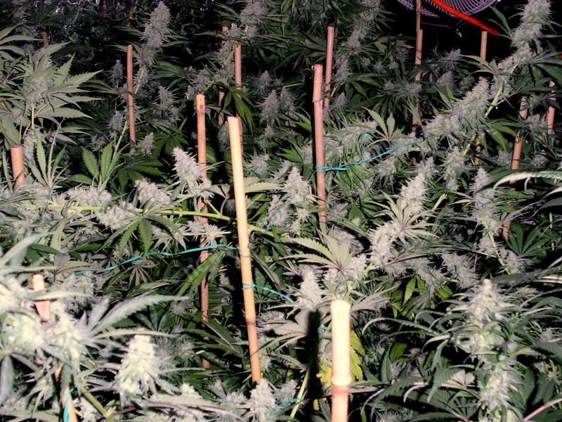 Trainwreck - feminizovaná semínka 3ks Humboldt