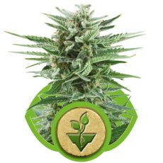 Easy Bud - fem. i 3 nasiona Royal Queen Seeds