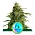 Milky Way F1 - autoflowering marijuana seeds 3pcs, Royal Queen Seeds