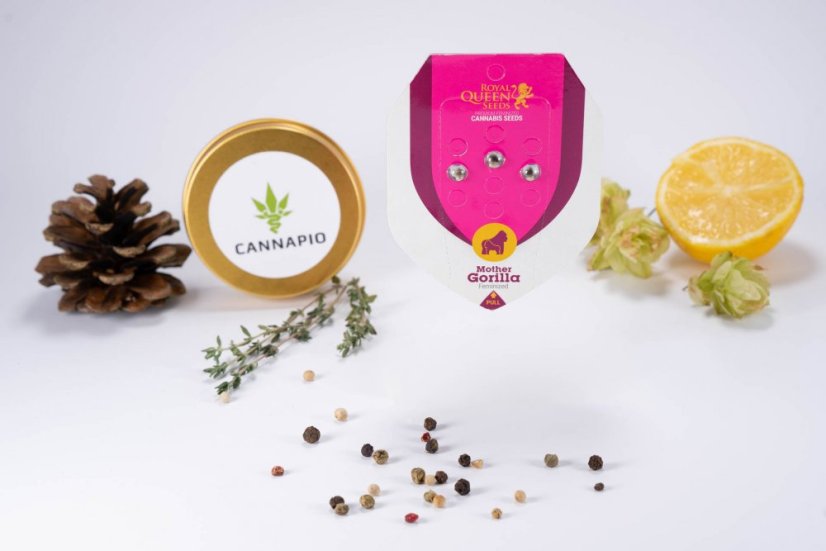 Mother Gorilla - feminizovaná semínka 3ks Royal Queen Seeds