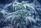 Growing Cannabis in Cold Weather: Proven Tips for Maximum Yields