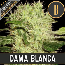 BlimBurn Seeds Dama Blanca feminizované semená