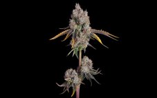 Happy Valley Candy Games nr.25 feminized seeds