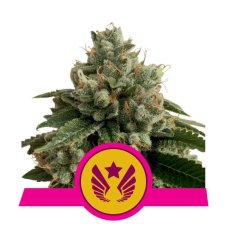 Legendary OG Punch - feminizovaná semienka 3 ks Royal Queen Seeds