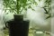 HYDROPONIC CANNABIS CULTIVATION: HOW TO DO IT?