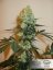 Master Kush - feminizované semená 10 ks Dutch Passion