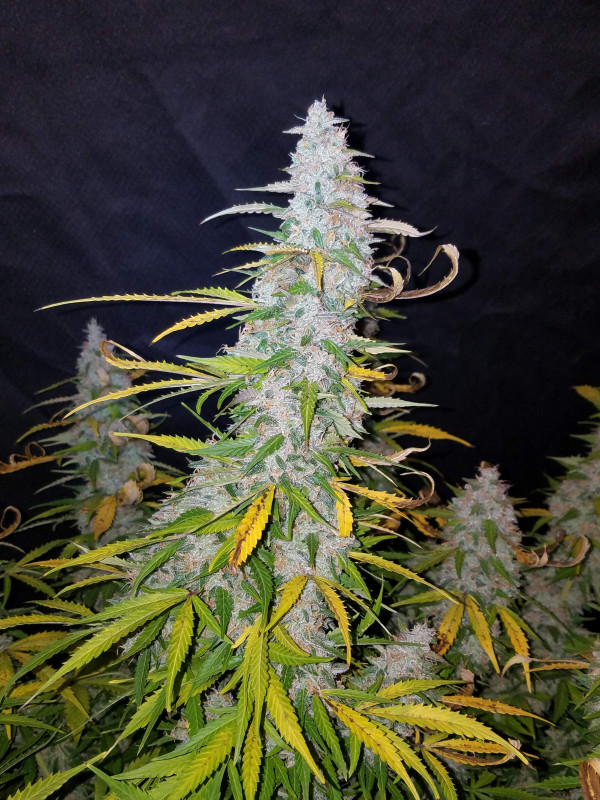 Californian Snow Auto - autoflowering marijuana seeds 3 pcs Fast Buds