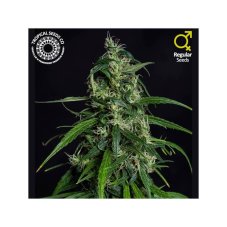 Tropical Seeds Old Afghan NLD regulérní semena, limitovaná edice