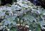 Aeonium ciliatum (plant: Aeonium ciliatum) seeds