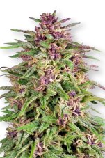 Frisian Dew - Feminized Seeds 10 pcs Dutch Passion