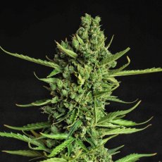 Devotchka - autoflowering seeds 3 ks, Doctor's Choice