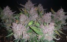 Blue Dream Auto - fem. a samonakvétací semienka 5ks Humboldt