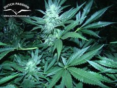 White Widow - štandardizované semená 10 ks Dutch Passion