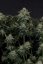 Gorilla Cookies FF - feminized marijuana seeds 10 pcs Fast Buds