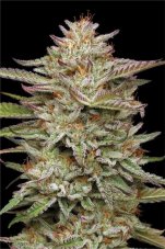Humboldt Seed Company Banana OG Feminized Seeds