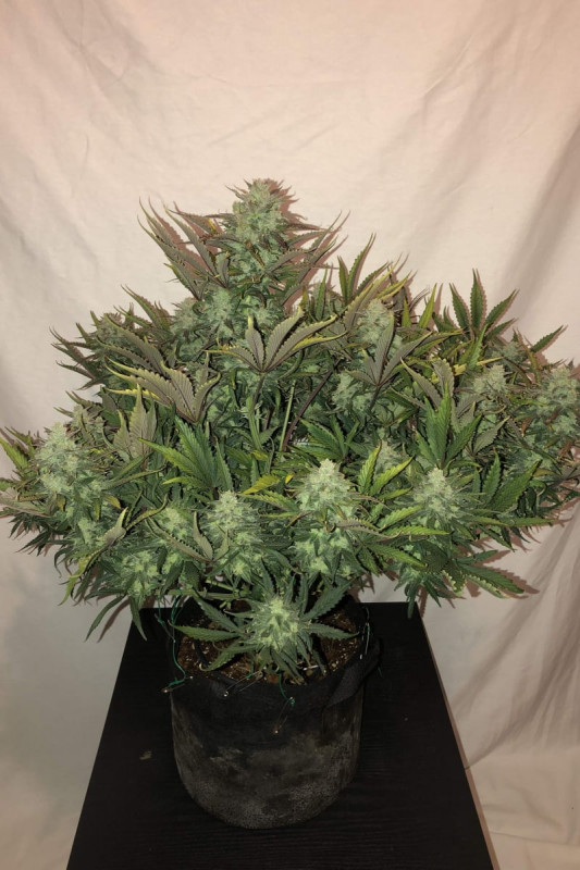 Glue Auto (dříve Gorilla Glue Auto) - samonakvétací semínka Fast Buds 10ks