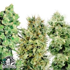 Feminized Mix - 20 ks feminizovaná semínka Sensi Seeds